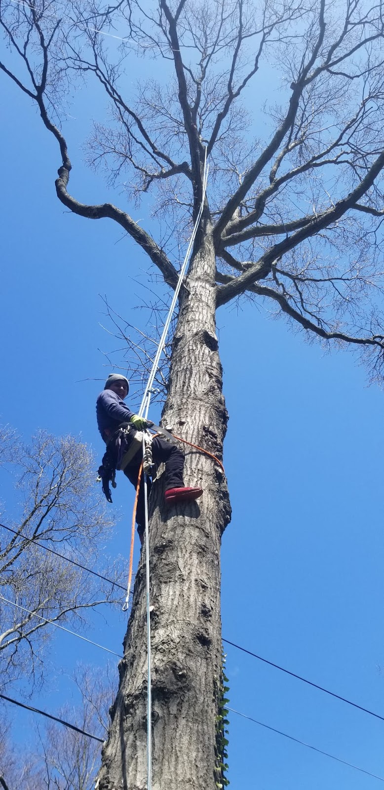 Everest Tree Care | 58 Ethan Allen Hwy, Ridgefield, CT 06877 | Phone: (203) 280-3770