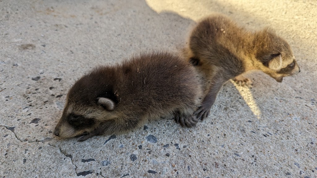 Pocono Wildlife Rehabilitation & Education Center | 1161 Cherry Dr, Stroudsburg, PA 18360 | Phone: (570) 402-0223