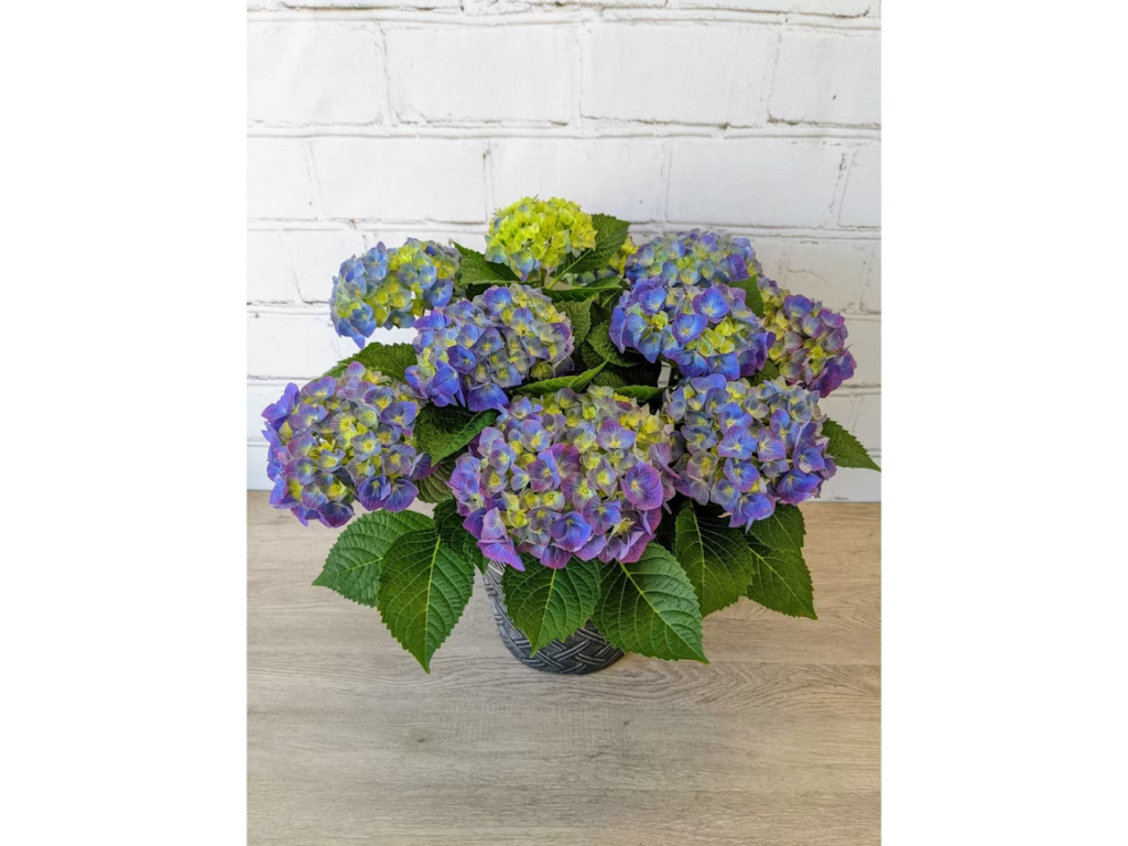 Angelones Florist & Flower Delivery | 101 2nd Ave, Raritan, NJ 08869 | Phone: (908) 725-5082