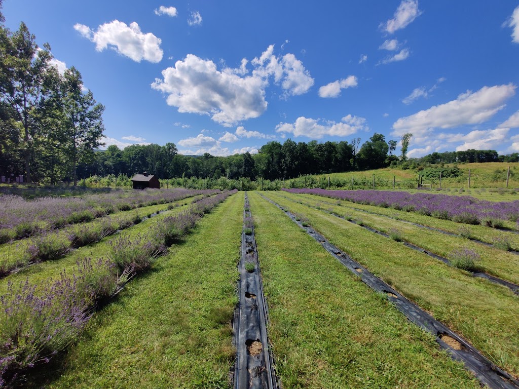 Orchard View Lavender Farm | 101 Karrville Rd, Port Murray, NJ 07865 | Phone: (201) 341-8147