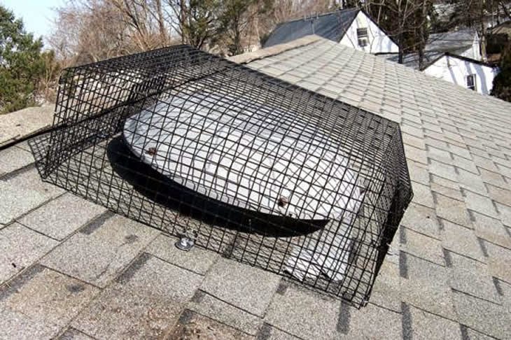 Advanced Nuisance Wildlife Control Services | 41 Rose St, Smithtown, NY 11787 | Phone: (631) 979-2481