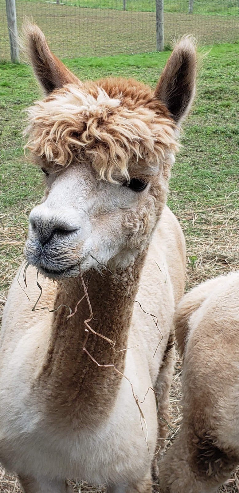 Crimson Leaf Alpaca Farm , Hudson N.Y. | 690 Fish and Game Rd, Hudson, NY 12534 | Phone: (518) 672-5124