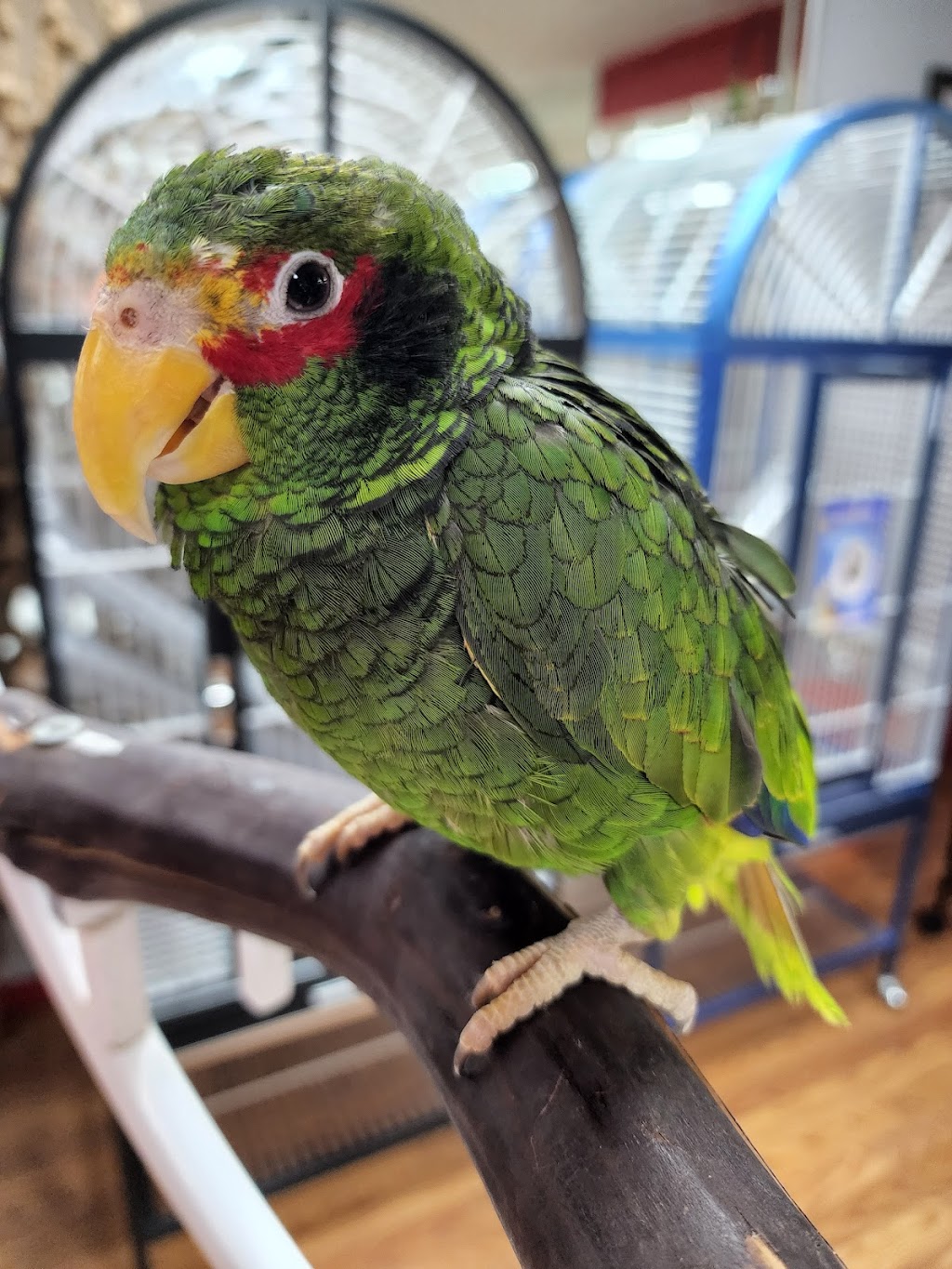 Anas Parrots and Supplies | 1635 Cherry Lane Rd, Analomink, PA 18320 | Phone: (646) 496-5005