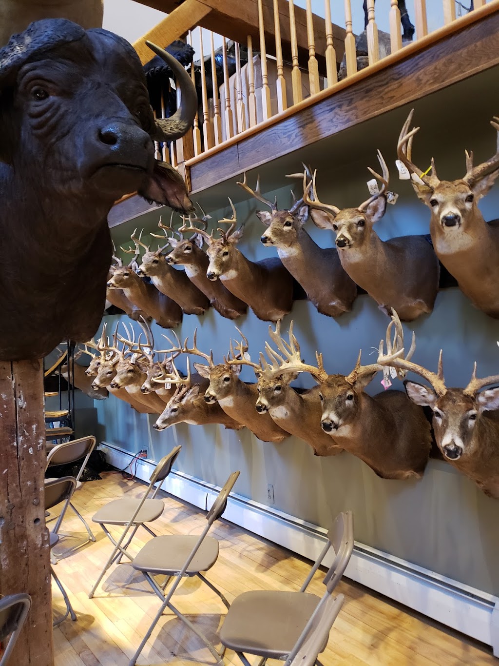 True-Life Taxidermy | 562 New Vernon Rd, Middletown, NY 10940 | Phone: (845) 733-1313