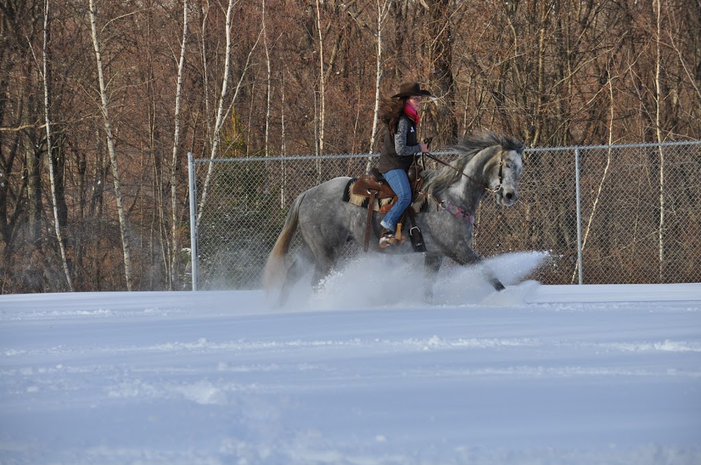 AW Perfomance Horses | 1137 Green Pond Rd, Newfoundland, NJ 07435 | Phone: (973) 557-5435