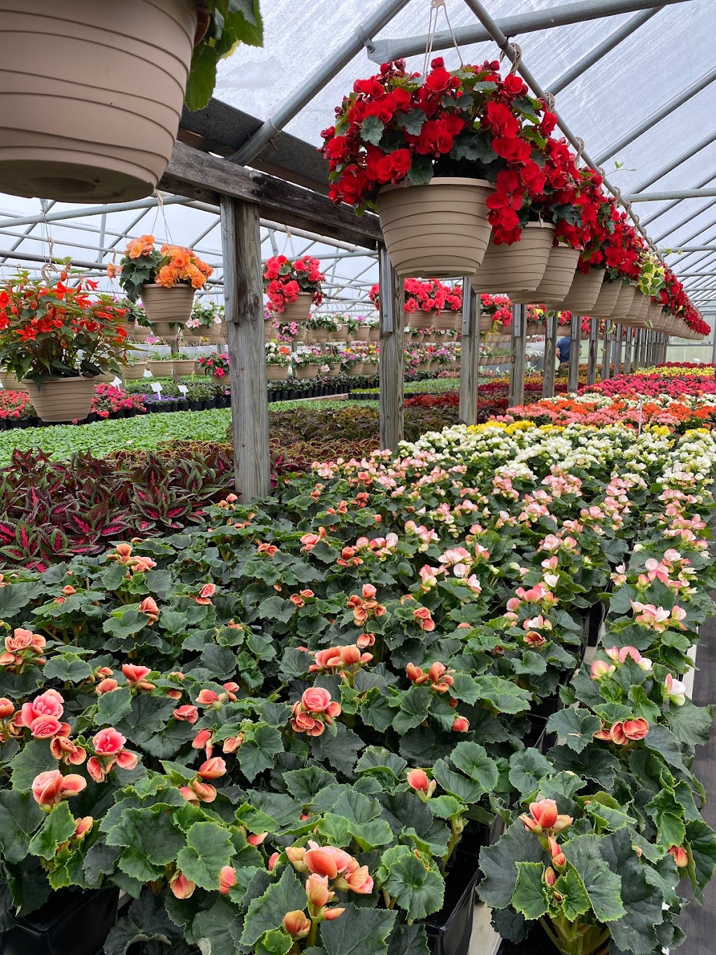 Rose Valley Greenhouse | 1288 Rose Valley School Rd, Dover, DE 19904 | Phone: (302) 734-2681