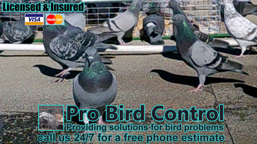 Pro Bird Control Hartford | 4 Grandview Terrace, Hartford, CT 06114 | Phone: (860) 468-4114
