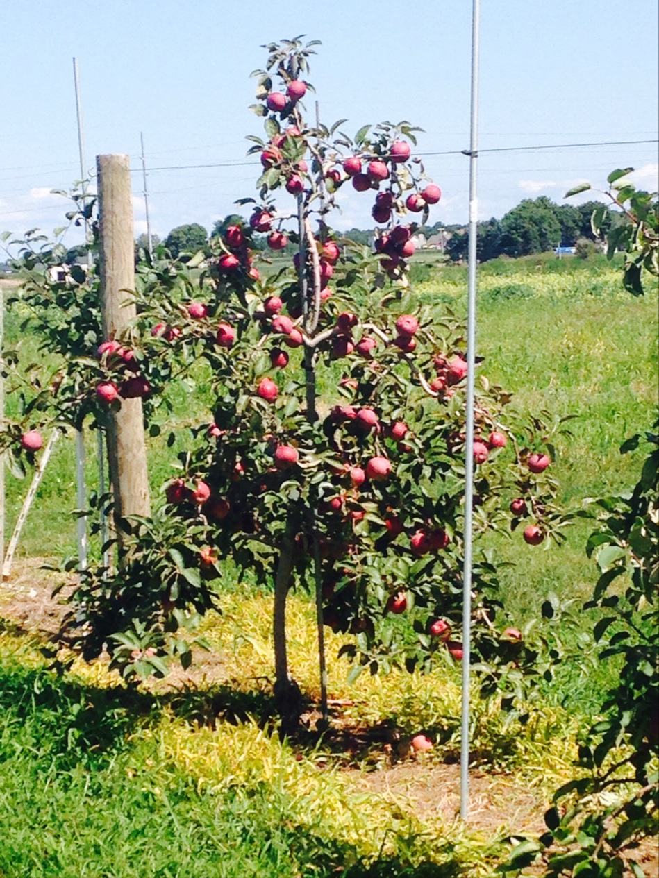 Windy Acre Orchard | 3810 Middle Country Rd, Calverton, NY 11933 | Phone: (631) 727-4554
