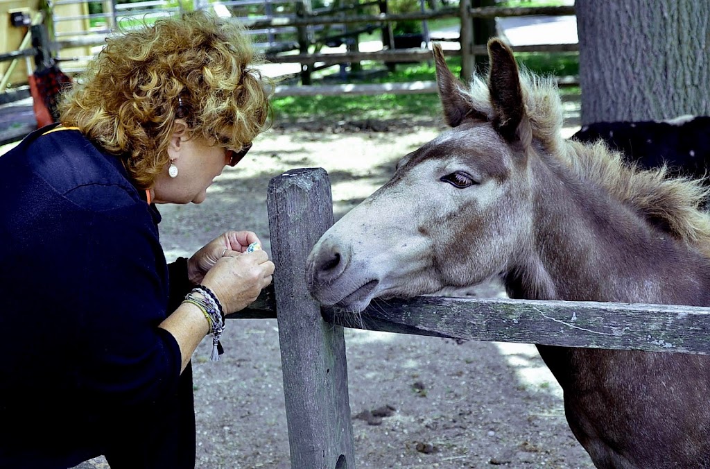 Spirits Promise Equine Rescue | 2746 Sound Ave, Riverhead, NY 11901 | Phone: (631) 875-0433