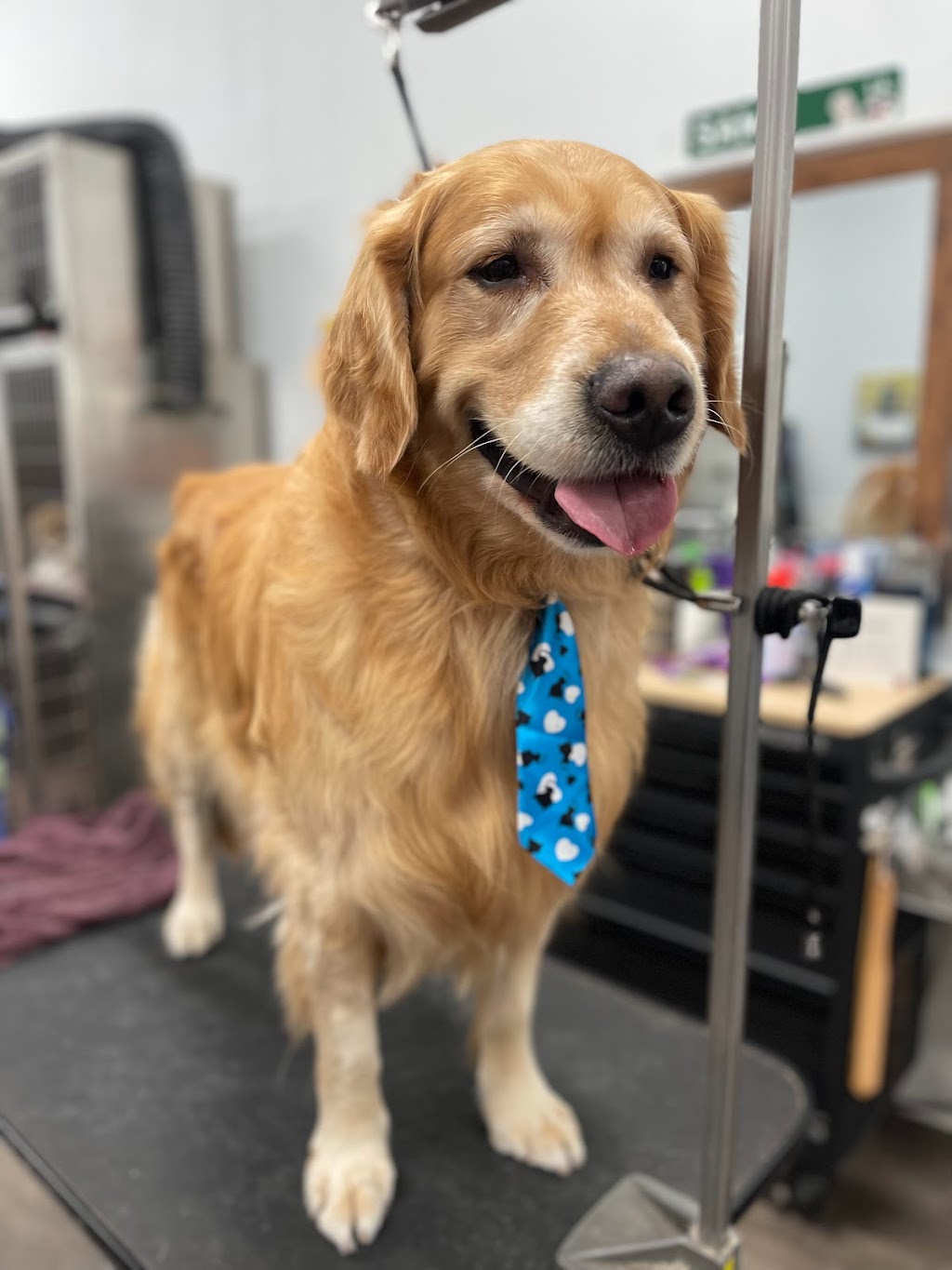 Wet Paws Dog Grooming | 4244 Madison Ave, Trumbull, CT 06611 | Phone: (203) 665-0083