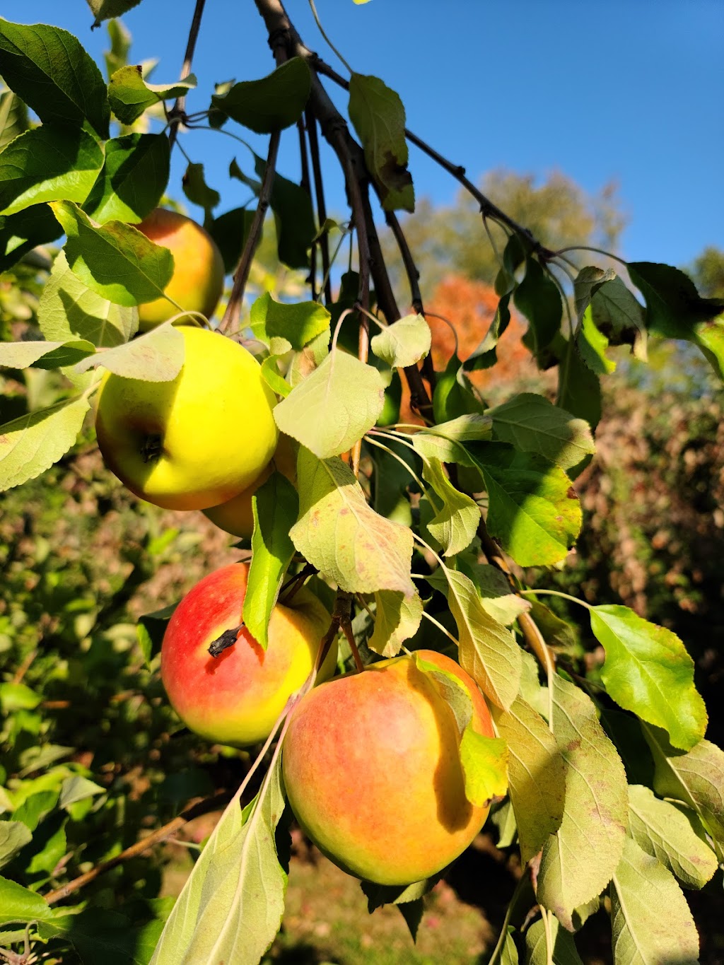 Barton Orchards | 63 Apple Tree Ln, Poughquag, NY 12570 | Phone: (845) 471-2879