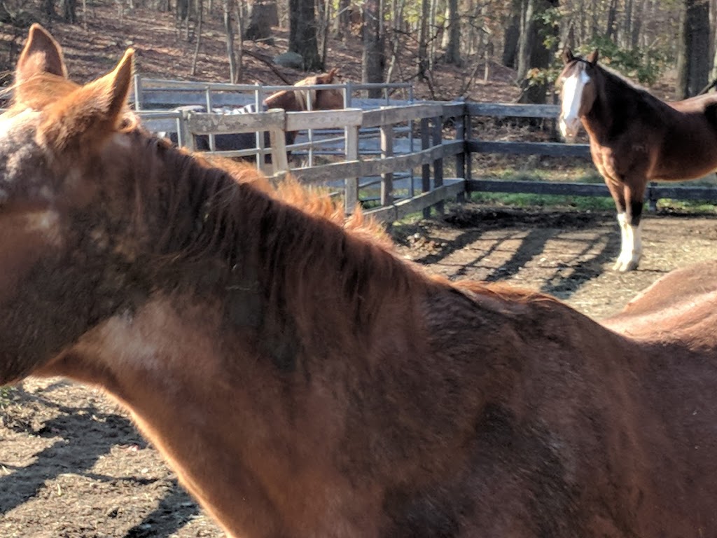 Chicory Meadow Farm | 76 Jack Rd, Cortlandt, NY 10567 | Phone: (914) 737-7814