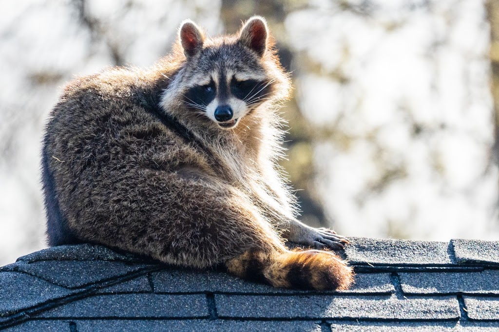 Fischer Wildlife Control & Repairs - Attic Clean Out | 619 Parkside Ave, Toms River, NJ 08753 | Phone: (800) 273-7055
