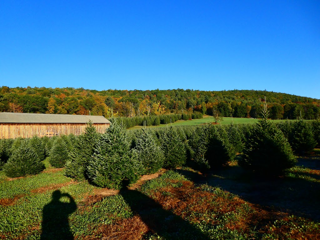 Chestnut Mountain Christmas Tree Farm | 126 Mountain Rd, Hatfield, MA 01038 | Phone: (413) 687-1806