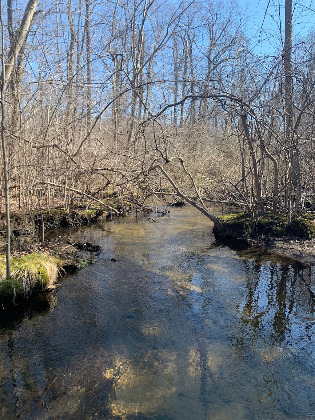 Shu Swamp Nature Preserve | 28 Frost Mill Rd, Mill Neck, NY 11765 | Phone: (516) 671-0283