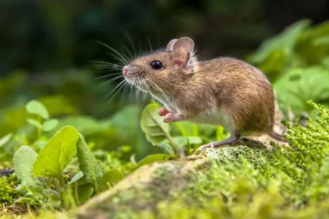 Legacy Rodent Control | 777 Westchester Ave Ste 101, White Plains, NY 10604 | Phone: (845) 625-3722