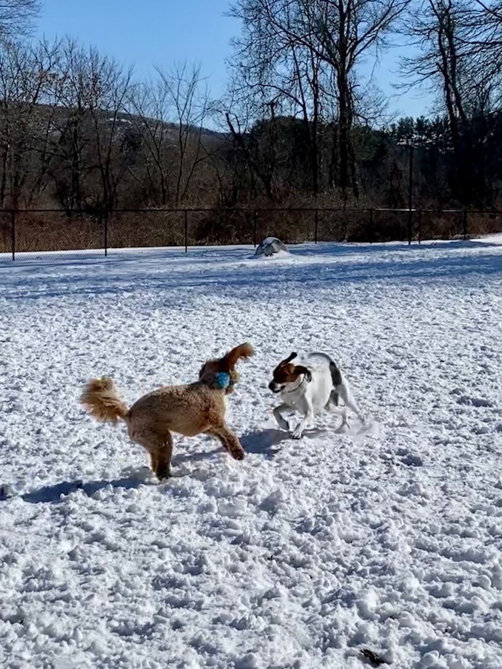 Paw Meadow Dog Park | 22 Iron Horse Blvd, Simsbury, CT 06070 | Phone: (860) 578-4729