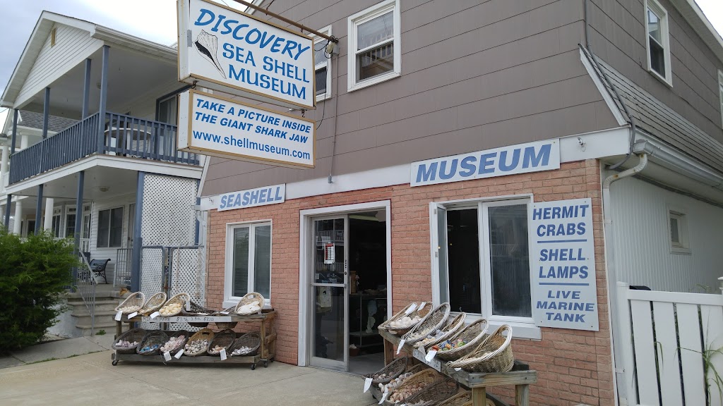 Discovery Seashell Museum | 2721 Asbury Ave, Ocean City, NJ 08226 | Phone: (484) 707-8946
