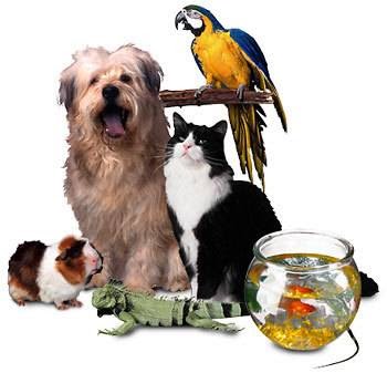 Pineway Pet Sitters | 83 Pineway Ave, Mastic Beach, NY 11951 | Phone: (631) 805-1606