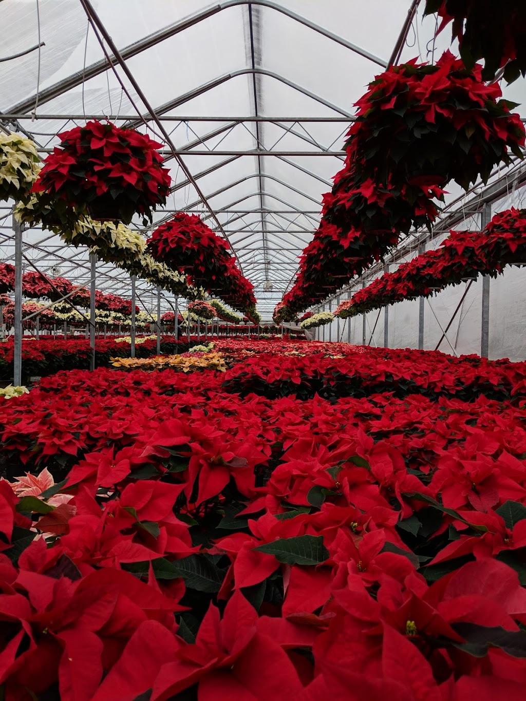 Bel Fiore Greenhouses | 295 Glen Rd, Woodcliff Lake, NJ 07677 | Phone: (201) 391-7626