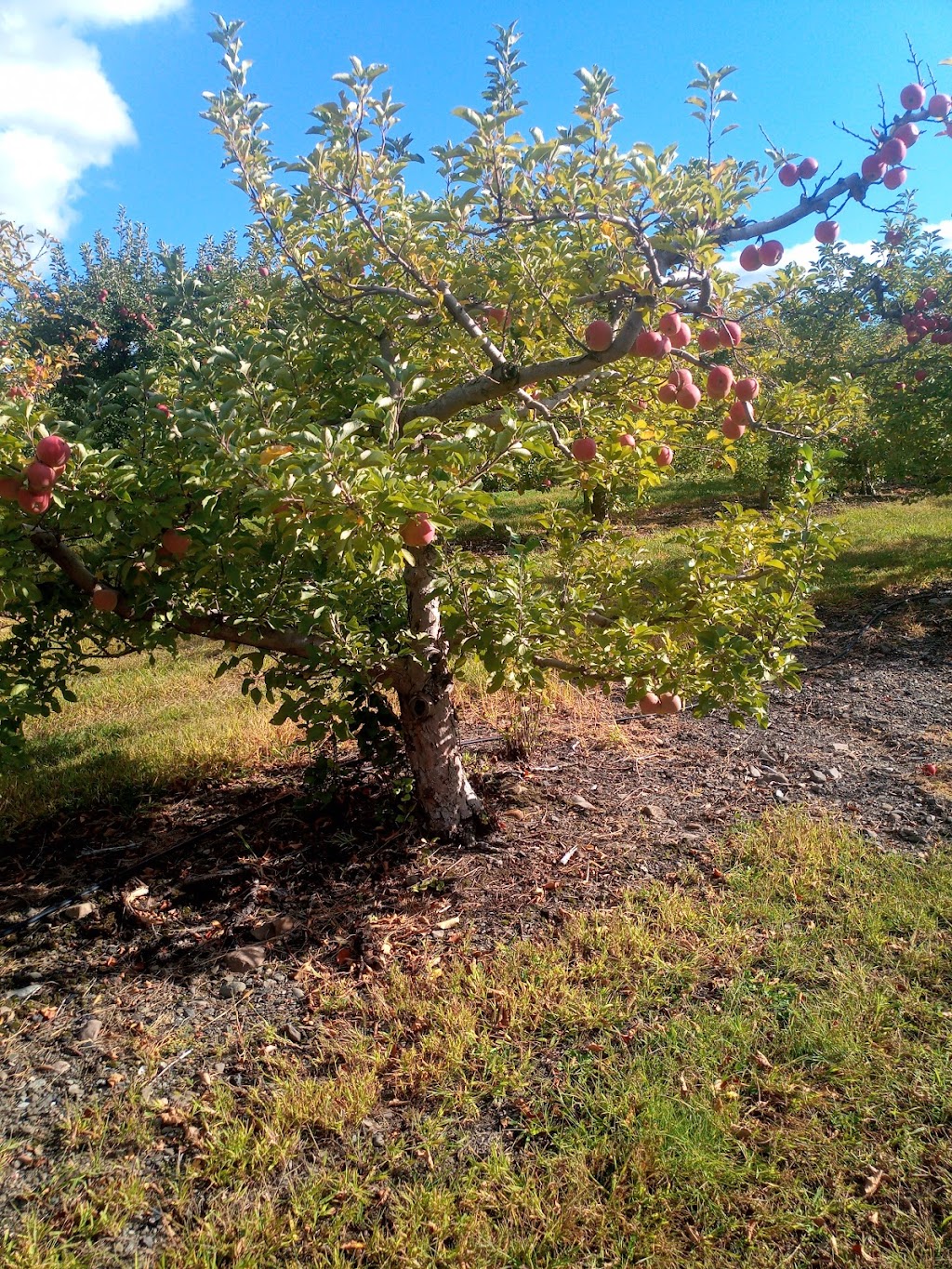 Minards Family Farm | 250 Hurds Rd, Clintondale, NY 12515 | Phone: (866) 632-7753