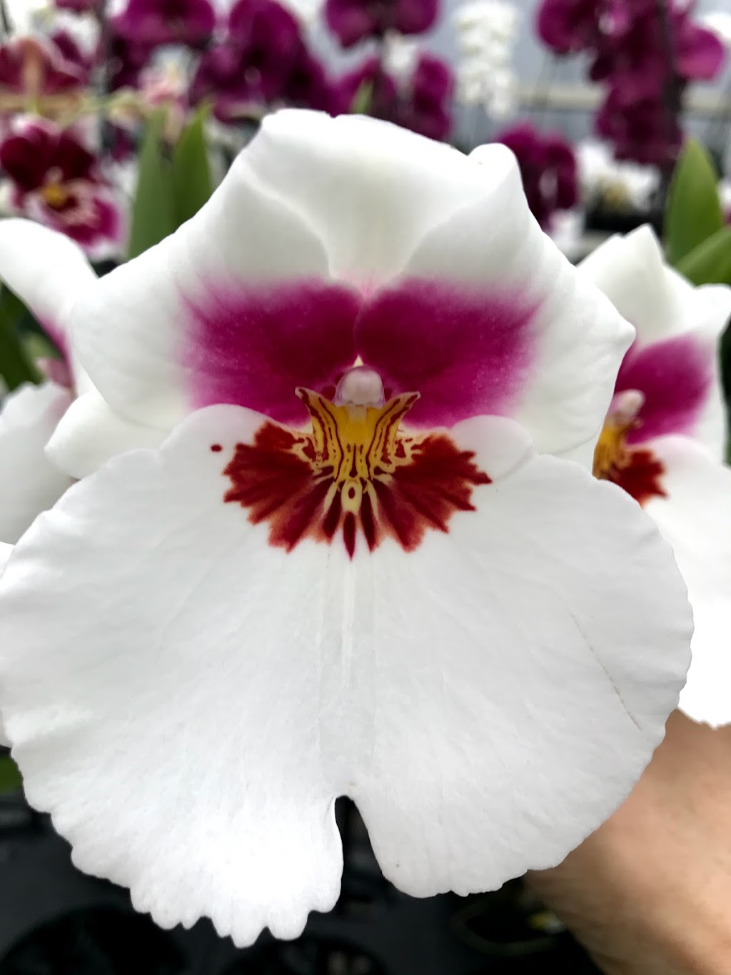 White Plains Orchids, Orchid Farm and Shop | 1485 Mamaroneck Ave, White Plains, NY 10605 | Phone: (914) 948-2064