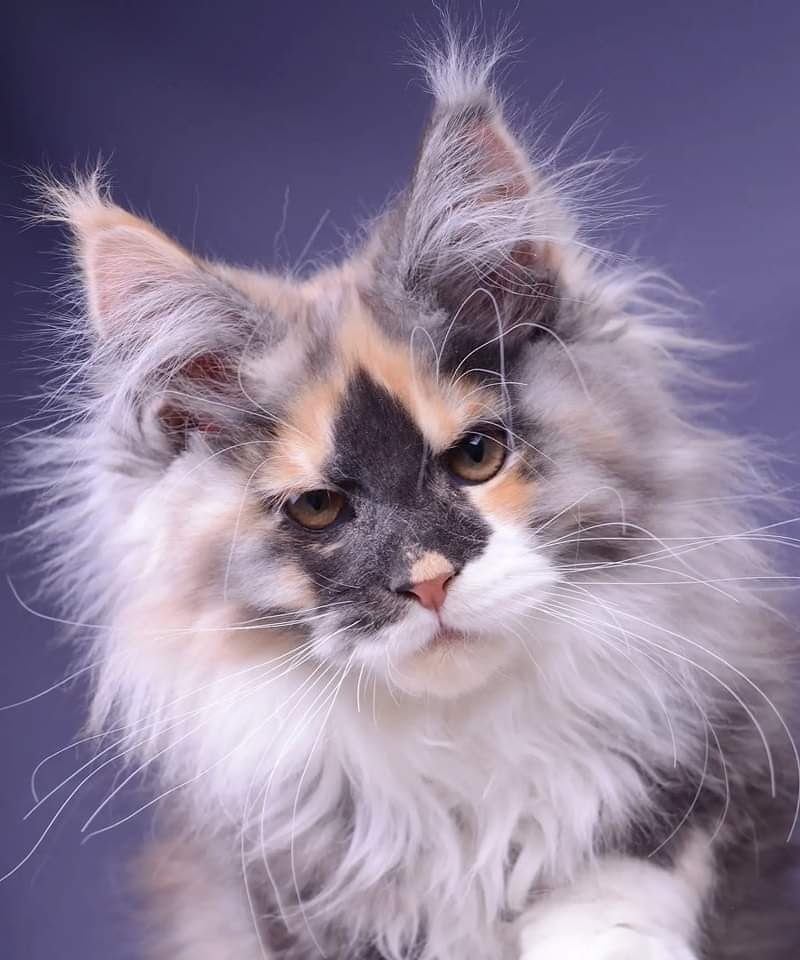 SIMBA MAINE COON CATTERY | 83 Seaview Ave, Brick Township, NJ 08723 | Phone: (480) 212-3774