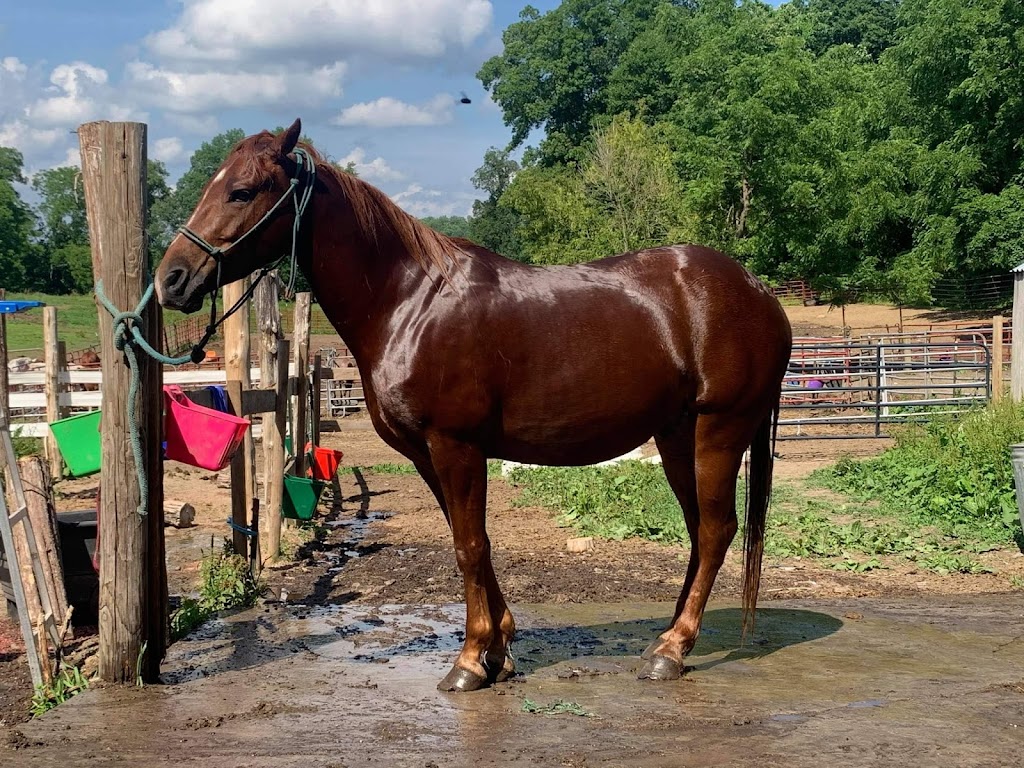 Top View Riding Ranch | 36 Hess Rd, Blairstown, NJ 07825 | Phone: (908) 362-1440