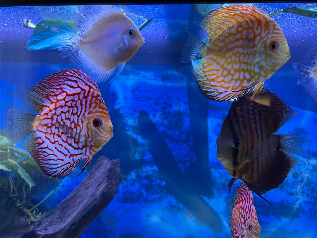 Miguels Fish & Aquatic (Maintenance) | Sunset Ave, South Hadley, MA 01075 | Phone: (413) 539-3018