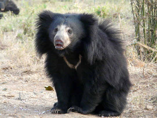 Wildlife Conservation Society, Research Fellowship Program | 2300 Southern Blvd, The Bronx, NY 10460 | Phone: (718) 220-8688