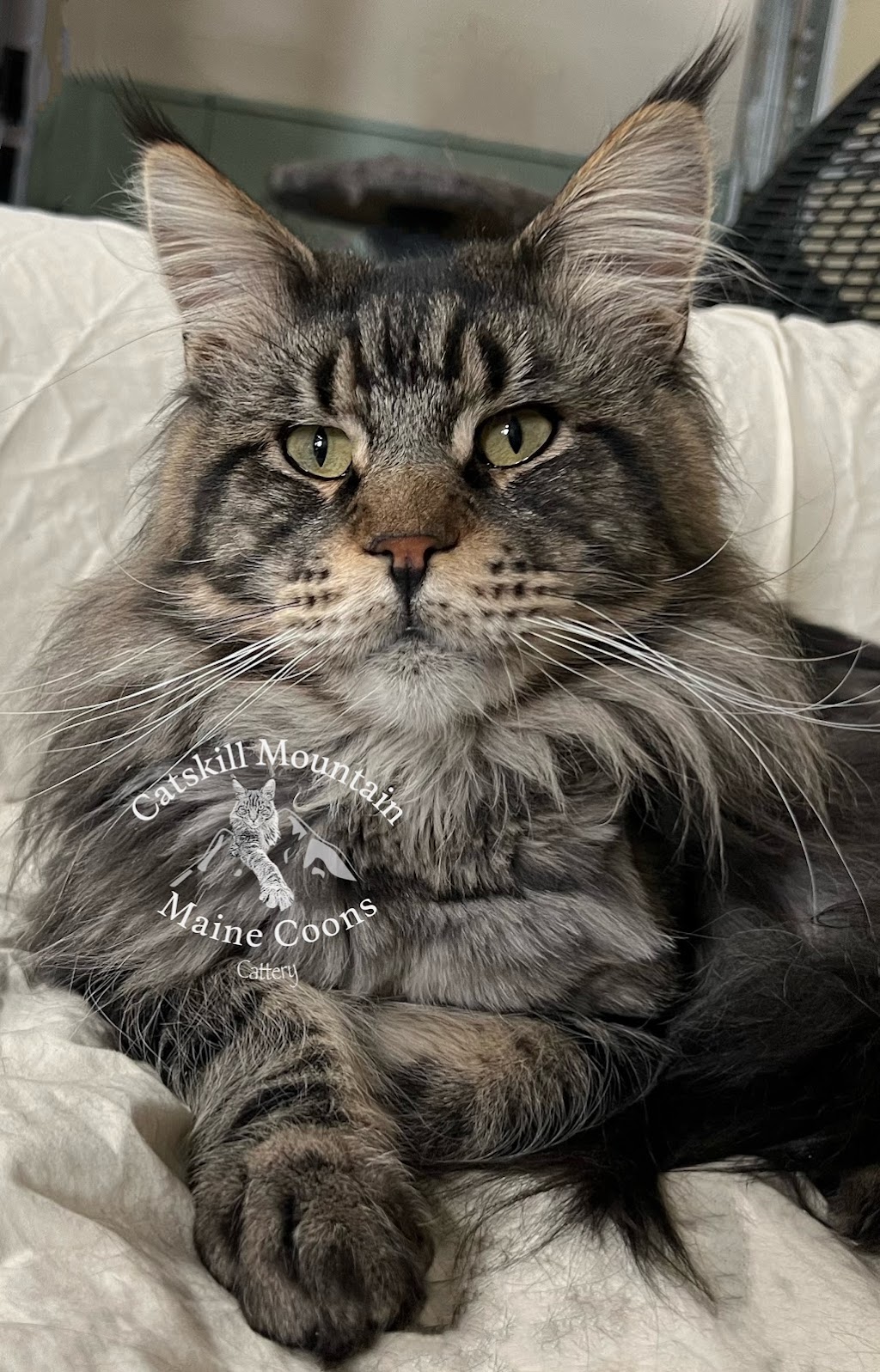 Catskill Mountain Maine Coons Cattery | 648 Irving Rd, Greenville, NY 12083 | Phone: (845) 664-2130