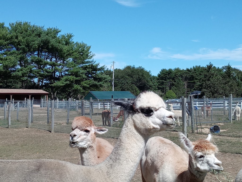 Arrow Acres Alpaca Farm | 2011 Bentz Rd, Wall Township, NJ 07719 | Phone: (732) 861-1385