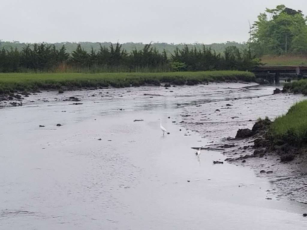 Beaver Swamp Fish and Wildlife Management Area | 116 Swainton Goshen Rd, Cape May Court House, NJ 08210 | Phone: (609) 465-8721