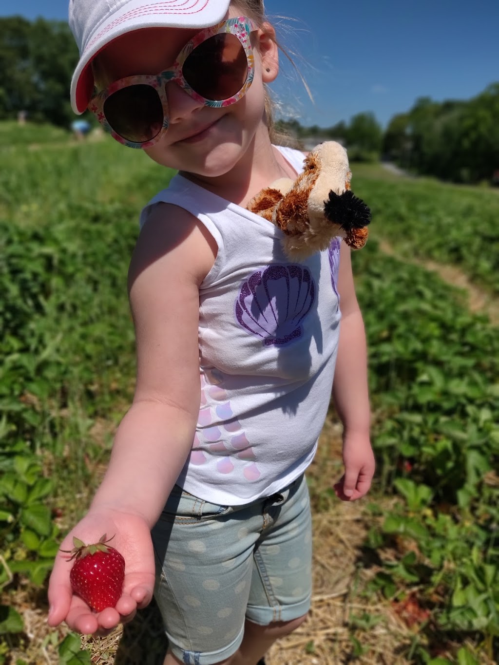 Scotts Orchard Pick Your Own Strawberries | 444 Boston Post Rd, East Lyme, CT 06333 | Phone: (860) 739-5209