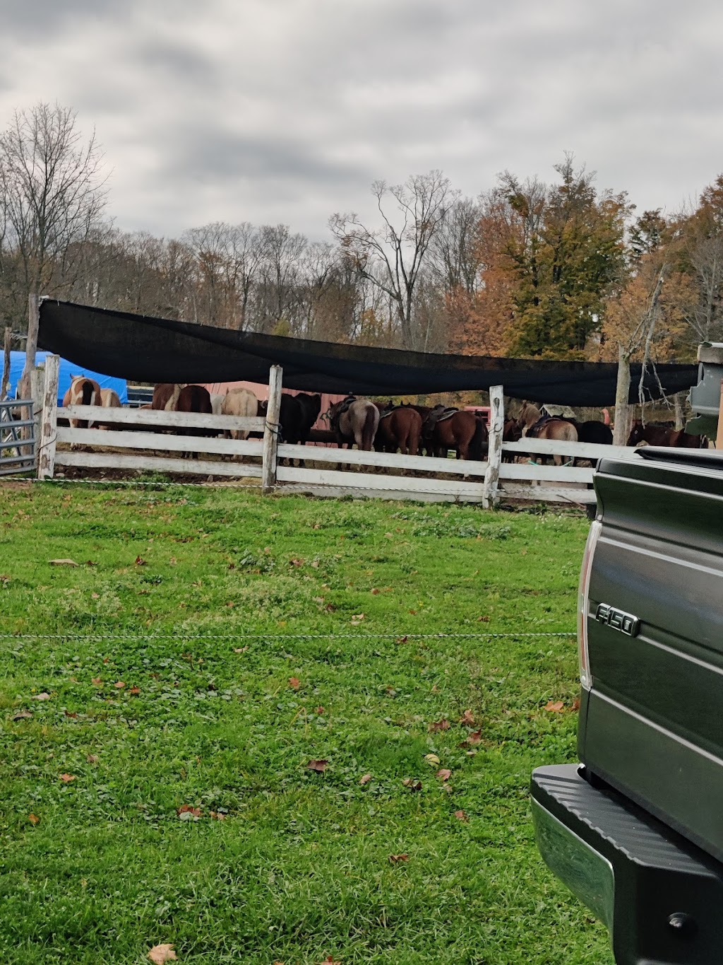 Why-Not Riding Stable | 340 Wallace Rd, Lake Ariel, PA 18436 | Phone: (570) 503-9074