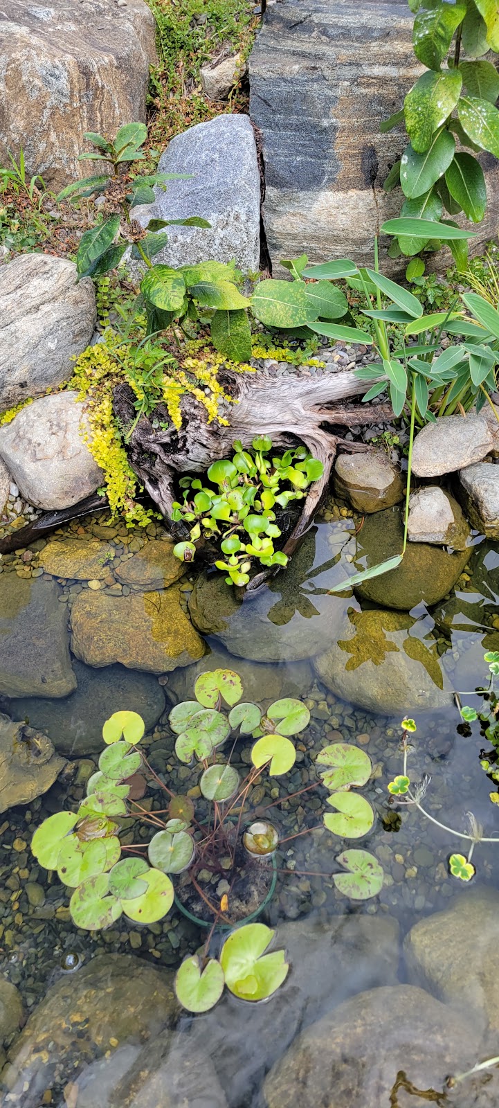 Garden State Koi Pond & Waterfall Design Center | 657 NY-94, Warwick, NY 10990 | Phone: (845) 651-4100