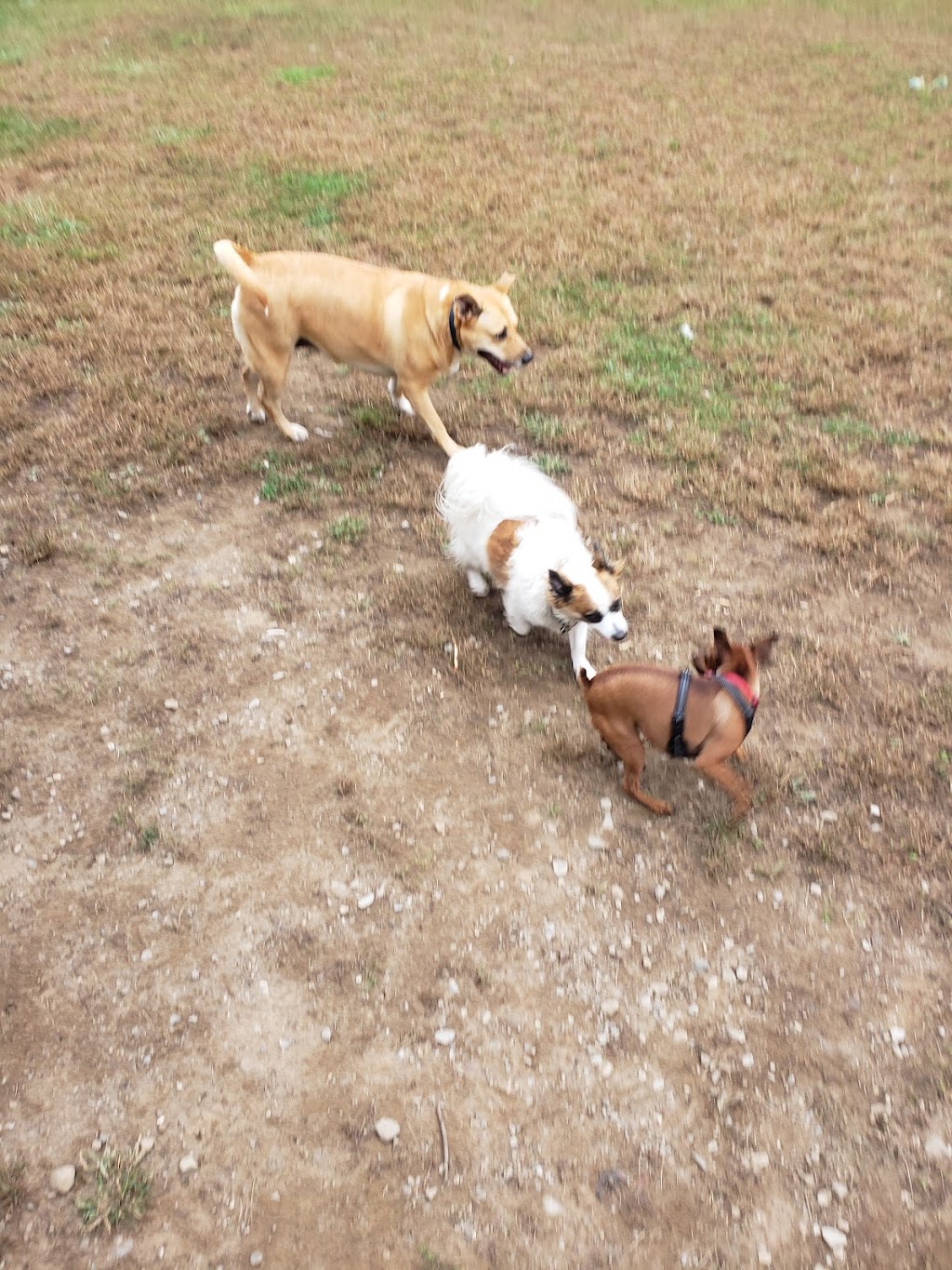 Blairstown Dog Park | 25 Lambert Rd, Blairstown, NJ 07825 | Phone: (908) 854-0090