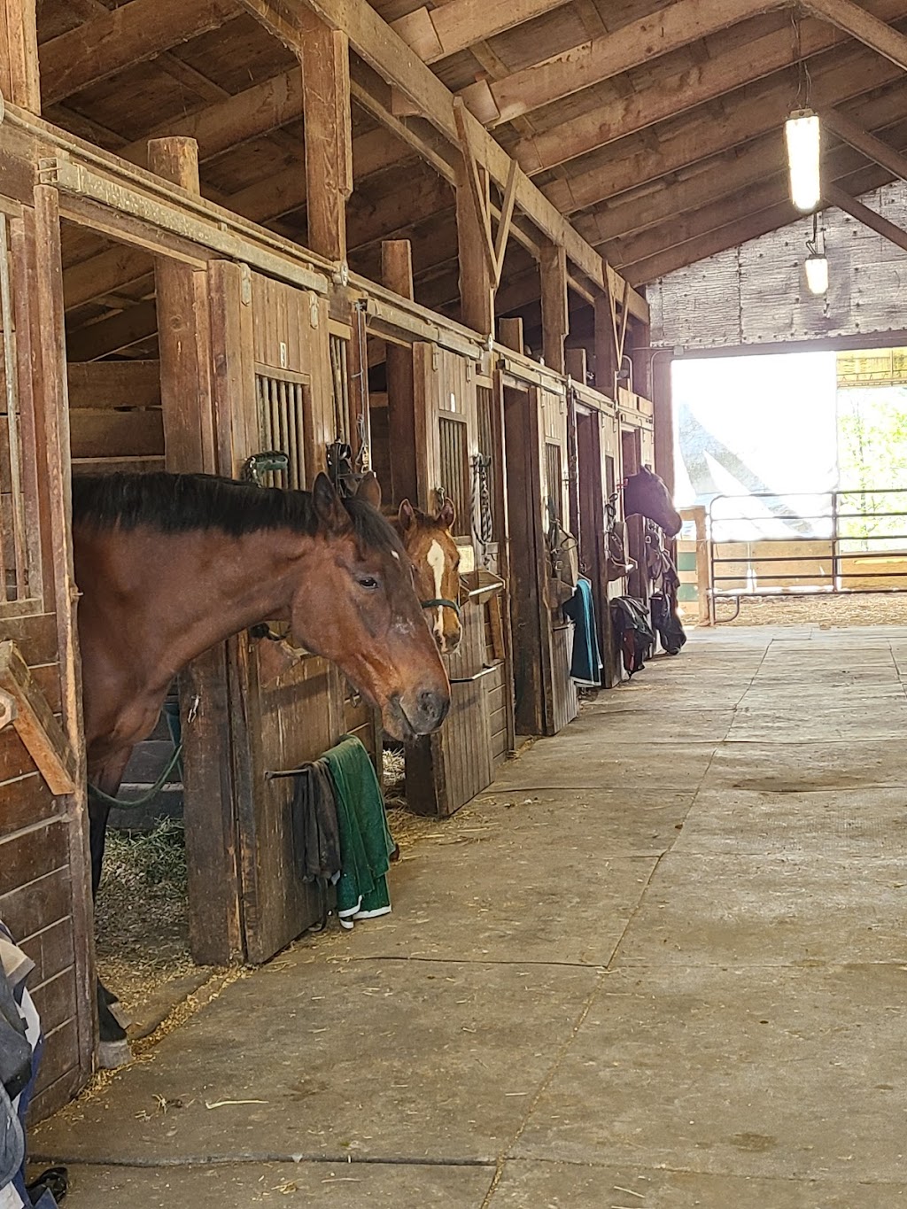 Saddle Brook Farm Animal Rescue | 163 Berea Rd, Walden, NY 12586 | Phone: (845) 778-3420