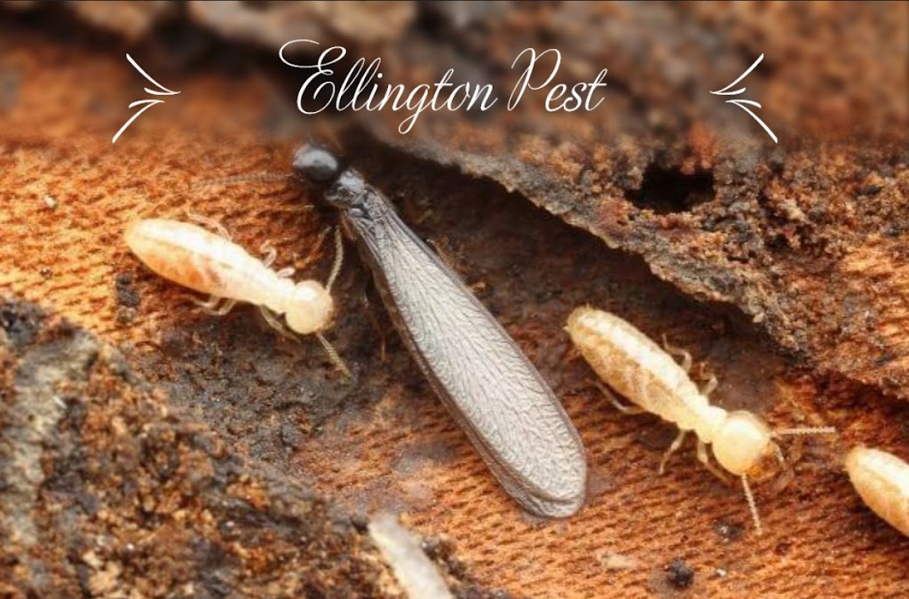 Ellington Family Pest and Termite Elimination, LLC | 1 Main St, Ellington, CT 06029 | Phone: (860) 377-3316