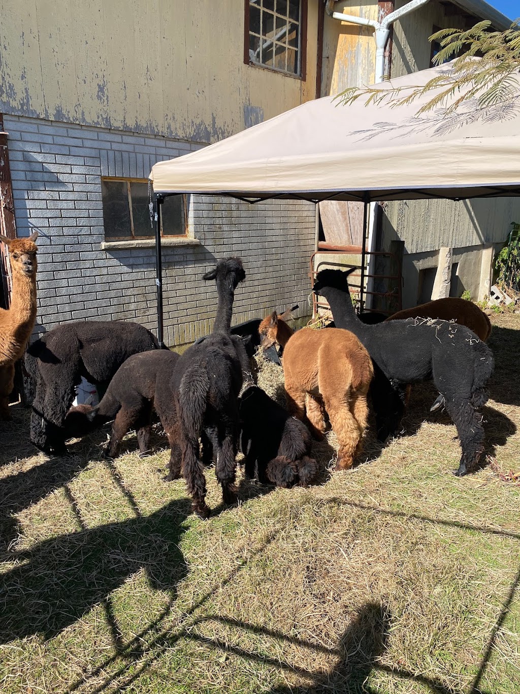 Kraussdale Alpacas | 5169 Kraussdale Rd, East Greenville, PA 18041 | Phone: (215) 805-5903