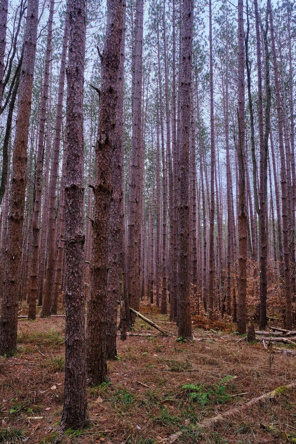 Cascade Valley State Forest | 370 Cascade Valley Rd, Windsor, NY 13865 | Phone: (607) 674-4017