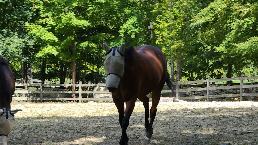 Rising Starr Horse Rescue | 93 Silver Spring Rd, Wilton, CT 06897 | Phone: (203) 257-8345