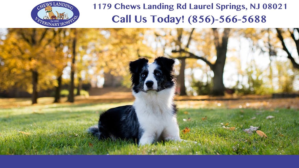 Chews Landing Veterinary Hospital | 1179 Chews Landing Rd, Laurel Springs, NJ 08021 | Phone: (856) 566-5688