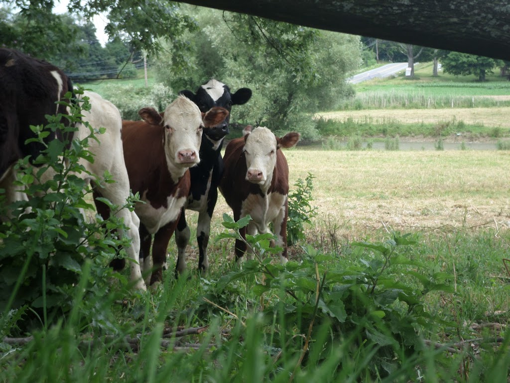 Sweetmans Farm Grass-fed Beef | 33 County Rte 1A, Warwick, NY 10990 | Phone: (845) 988-7811