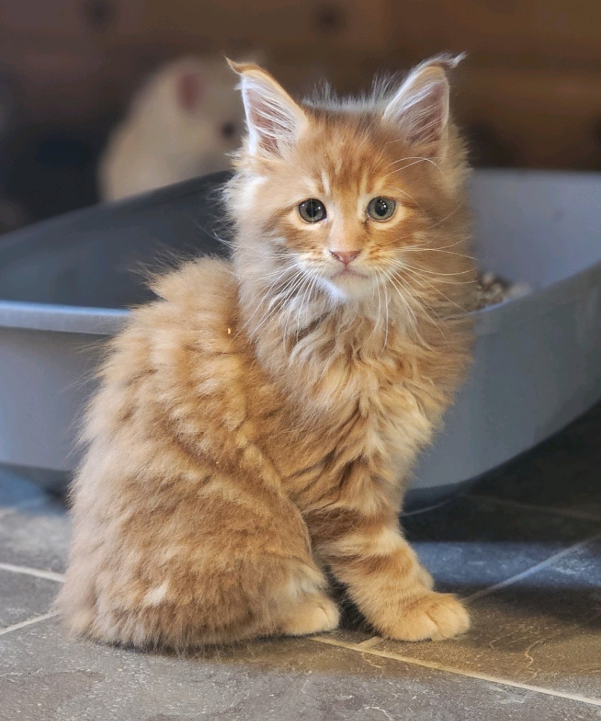High Noon Maine Coon Cattery. | 2395 Mill Hill Rd, Quakertown, PA 18951 | Phone: (610) 312-8660