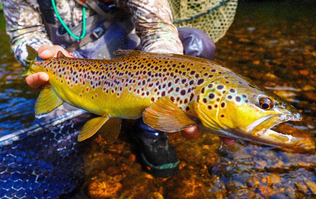 False Cast Fly Fishing | 69 Pleasant Valley Rd, Barkhamsted, CT 06063 | Phone: (860) 307-1280