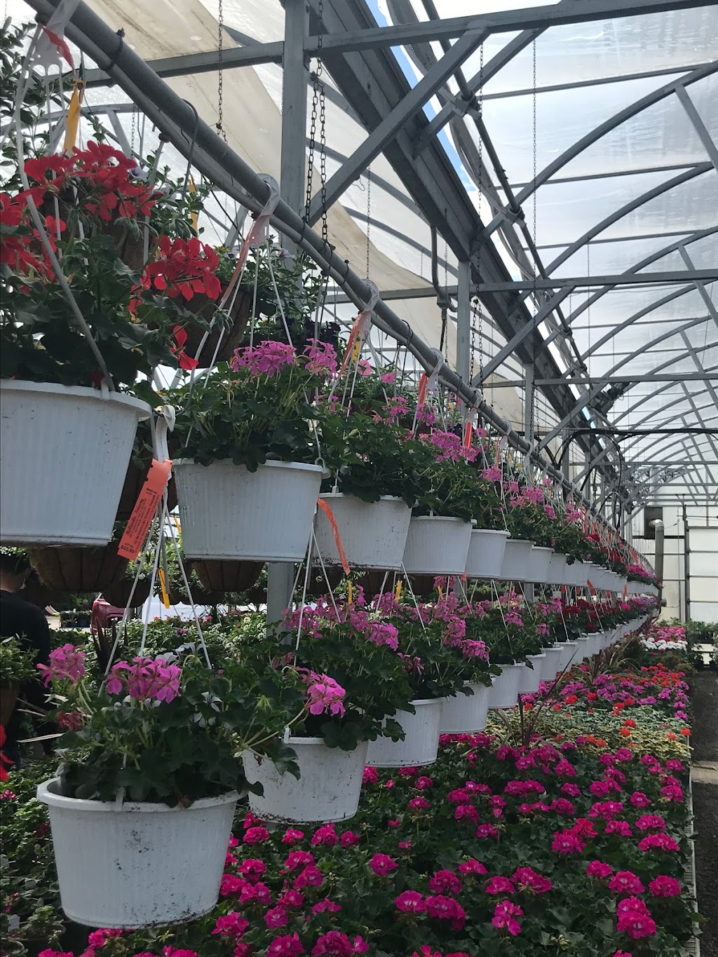 Hollandia Nurseries & Farm | 103 Old Hawleyville Rd, Bethel, CT 06801 | Phone: (203) 743-0267