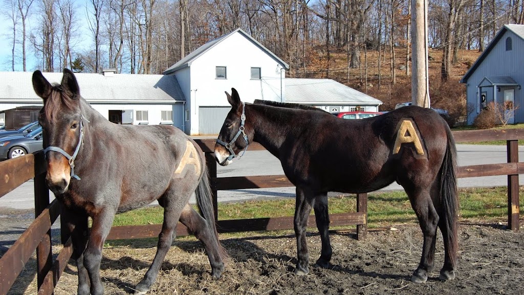 West Point FMWR Morgan Farm Riding Stables and Kennel | 2026 Morgan Farm Rd, Highland Falls, NY 10928 | Phone: (845) 938-3926