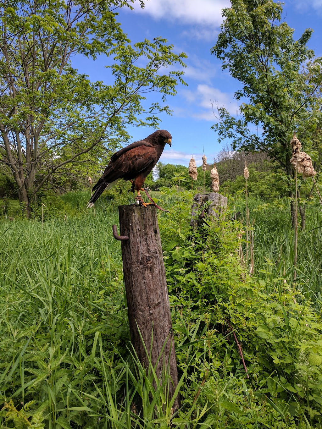 New England Falconry | 115 River Dr, Hadley, MA 01035 | Phone: (413) 259-1466