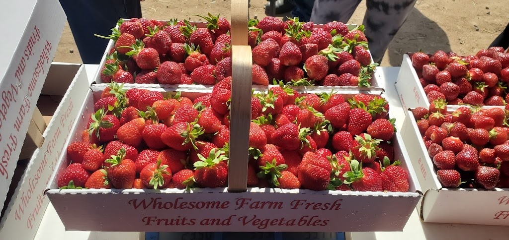 Scotts Orchard Pick Your Own Strawberries | 444 Boston Post Rd, East Lyme, CT 06333 | Phone: (860) 739-5209